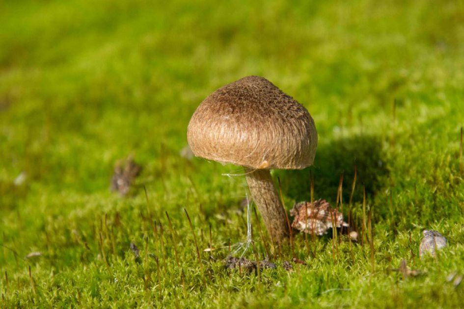 Is dit de zandpadvezelkop?